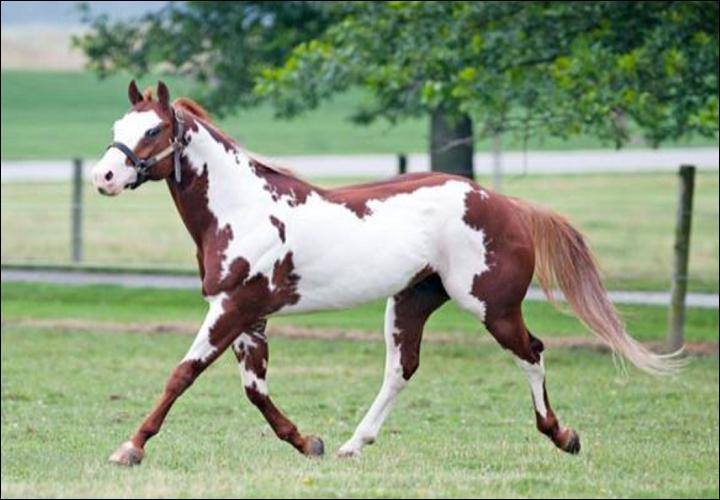 American Indian Horse